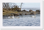 joutsenet_whooper swans2 * 640 x 394 * (134KB)